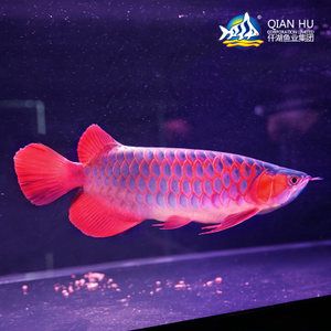 印尼野生龍魚品種有哪些:印尼野生赤血紅龍 龍魚百科 第1張 印尼野生龍魚品種有哪些:印尼野生赤血紅龍 印尼野生龍魚品種有哪些:印尼野生赤血紅龍 龍魚百科 第1張