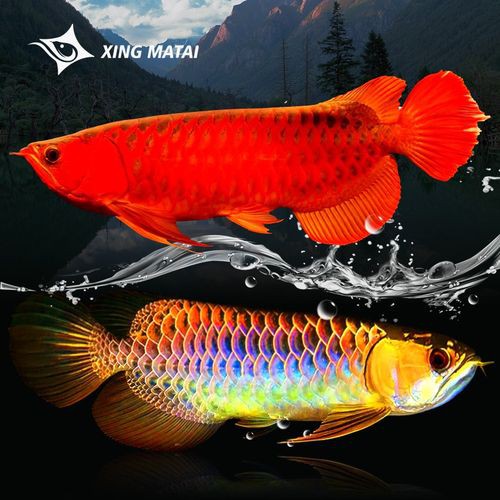 播放紅龍魚的圖片 播放紅龍魚的圖片 龍魚百科 第22張