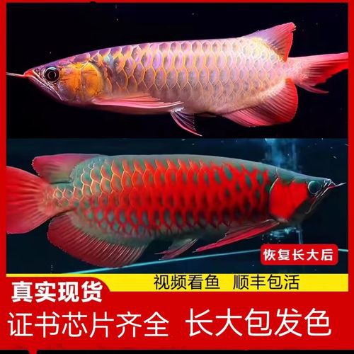 播放紅龍魚的圖片 播放紅龍魚的圖片 龍魚百科 第20張