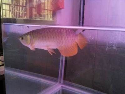 金龍魚怎樣養(yǎng)爬背會：金龍魚怎樣飼養(yǎng)爬背會 金龍魚怎樣養(yǎng)爬背會：金龍魚怎樣飼養(yǎng)爬背會 龍魚百科 第3張