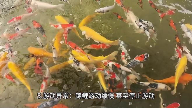 如何判斷魚是哪種類型的爛鰓病？ 如何判斷魚是哪種類型的爛鰓病？ 龍魚百科 第7張