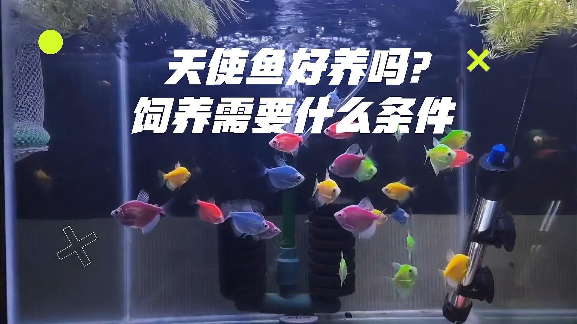 綠老虎天使魚