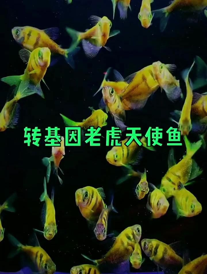綠老虎天使魚