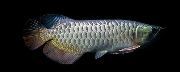龍魚不吃食的耐受時間（龍魚的饑餓耐受能力受到哪些因素的影響？）