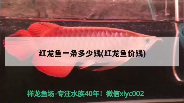 紅龍魚批發(fā)市場在哪里啊多少錢（天津紅龍魚市場價格走勢）