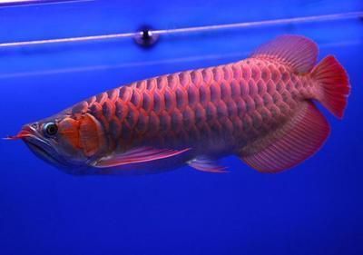 紅龍魚批發(fā)市場在哪里啊多少錢（天津紅龍魚市場價格走勢）