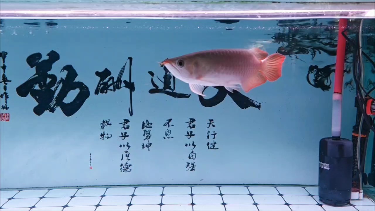 到家20天了，還是有點怕生，就吃飯時積極