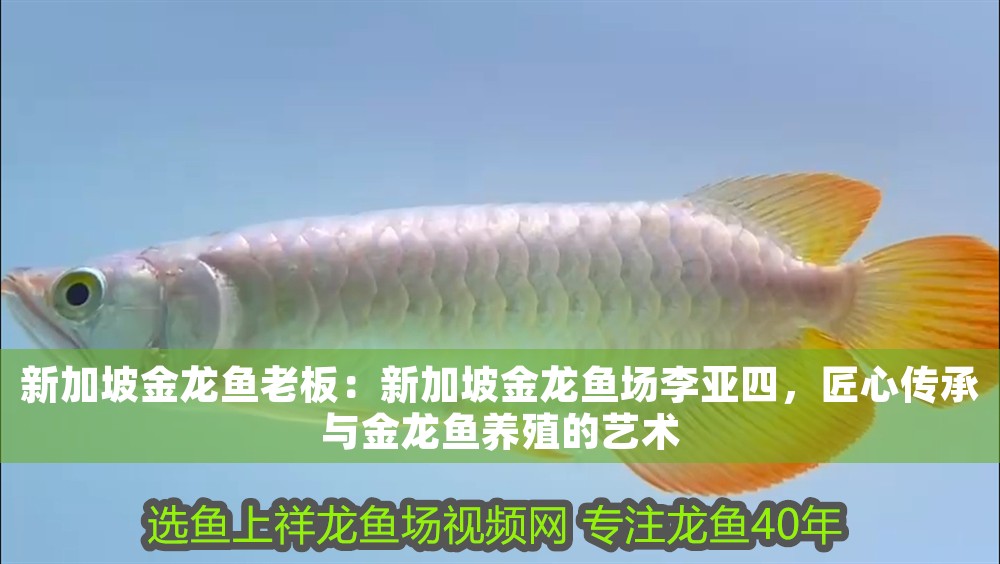 新加坡金龍魚老板：新加坡金龍魚場(chǎng)李亞四，匠心傳承與金龍魚養(yǎng)殖的藝術(shù)