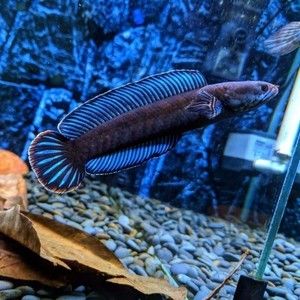 奶茶雷龍魚怎么配對好看：奶茶雷龍魚的配對技術