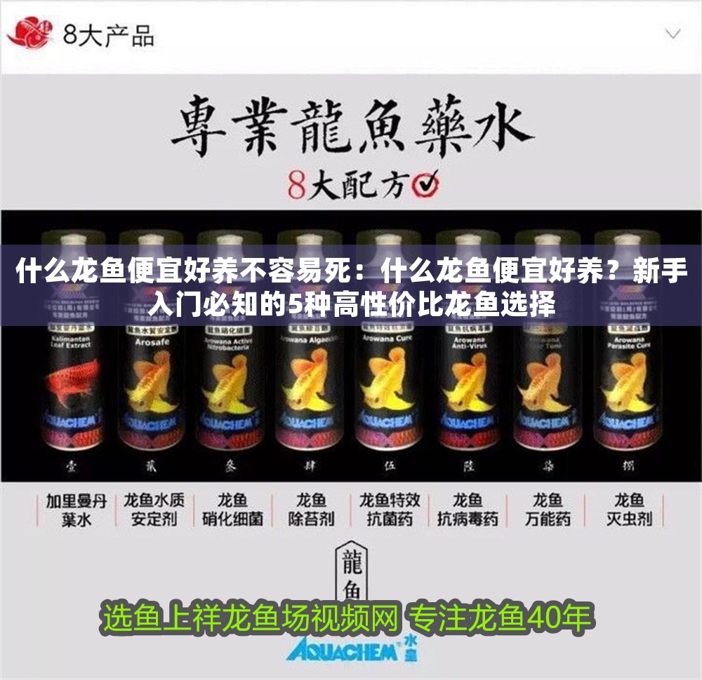 什么龍魚便宜好養不容易死：什么龍魚便宜好養？新手入門必知的5種高性價比龍魚選擇