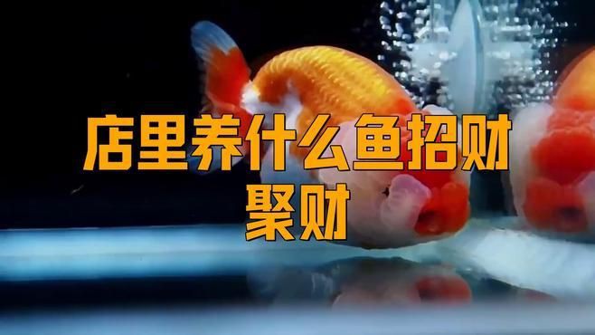 如何挑選最招財?shù)聂~品種？