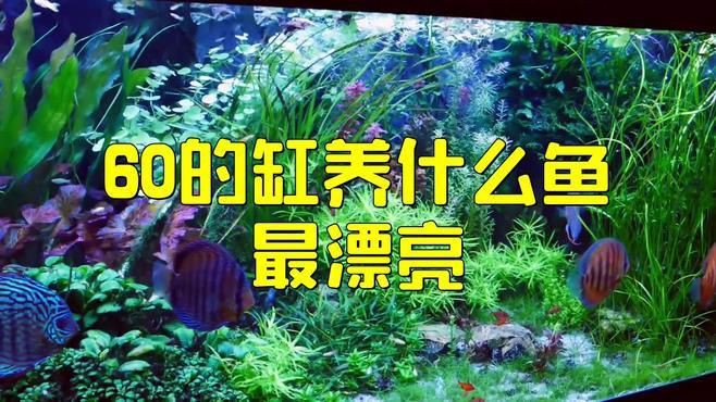 60升魚缸適合養什么魚？