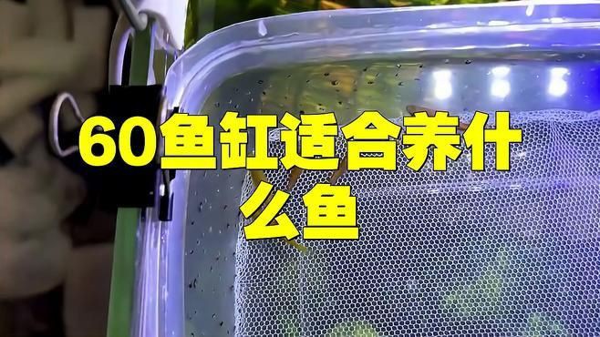 60升魚缸適合養什么魚？