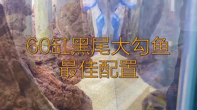 60升魚缸適合養什么魚？