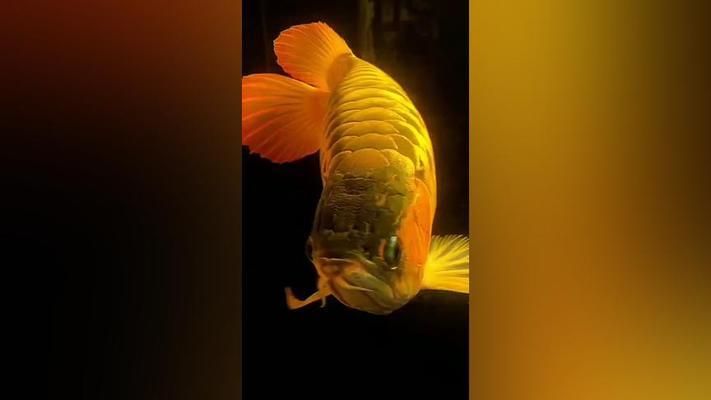 價值百萬的金龍魚（日本富商5百萬買下一條純種血紅龍魚，美容費用高達數萬）
