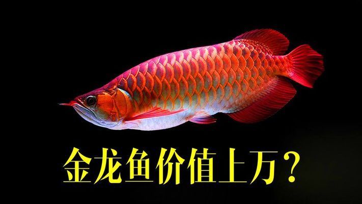 價值百萬的金龍魚（日本富商5百萬買下一條純種血紅龍魚，美容費用高達數萬）
