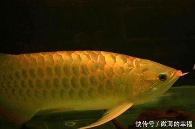 價值百萬的金龍魚（日本富商5百萬買下一條純種血紅龍魚，美容費用高達數萬）
