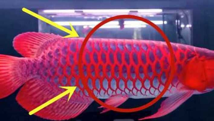 價值百萬的金龍魚（日本富商5百萬買下一條純種血紅龍魚，美容費用高達數萬）