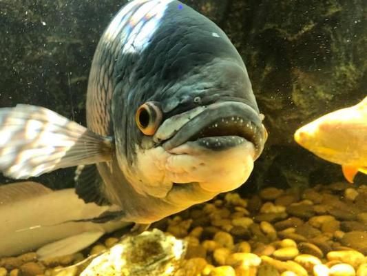 招財戰船魚（招財戰船魚的養殖技術）