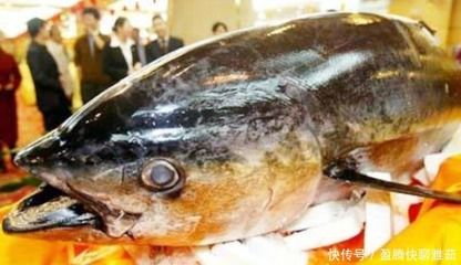 為什么龍魚要做眼手術：龍魚掉眼怎么辦？