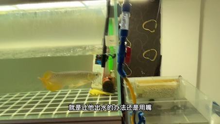 紅龍苗換水時應該注意什么？