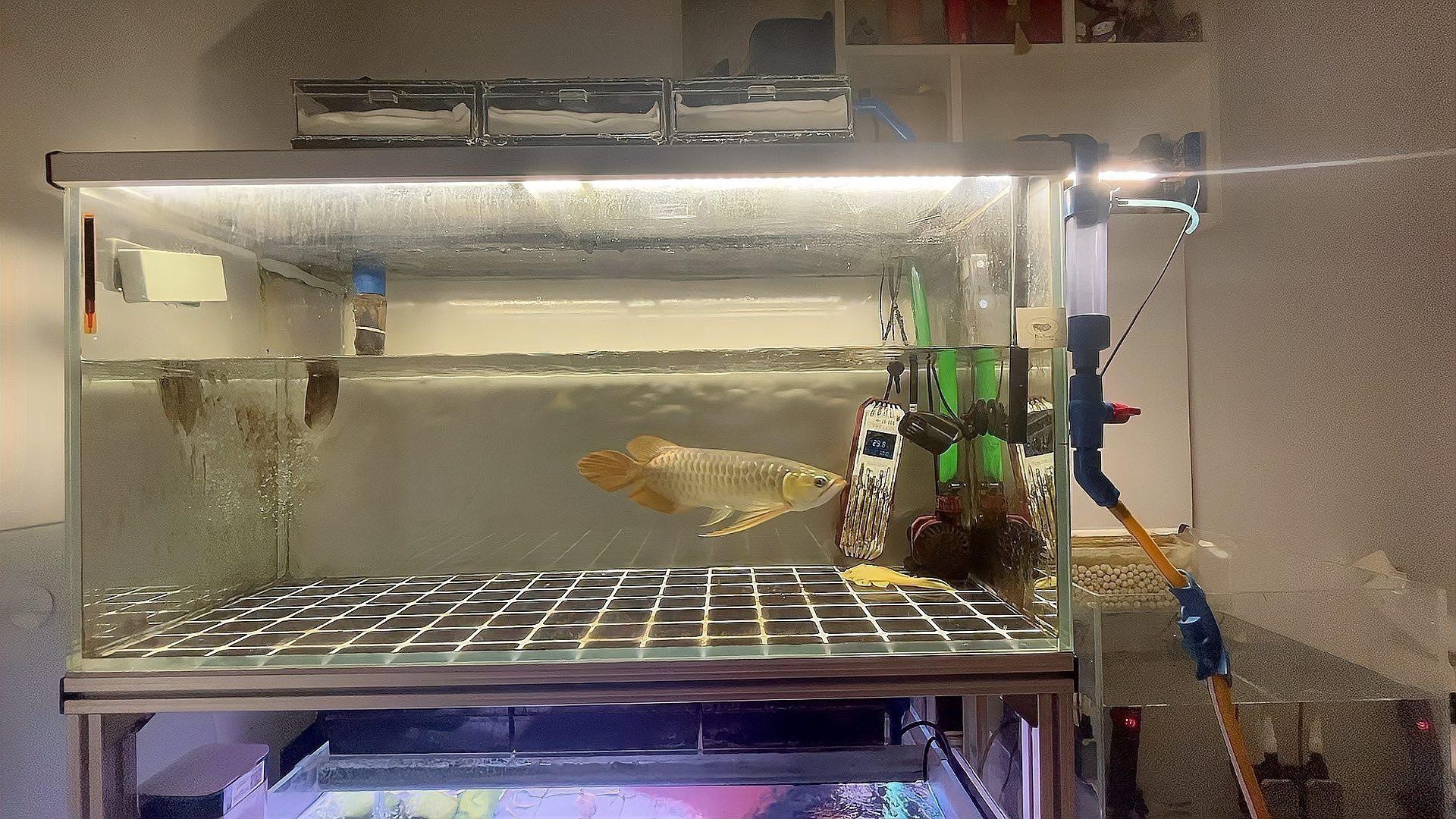 紅龍苗換水時應該注意什么？