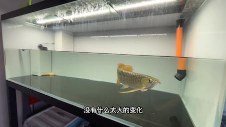 紅龍苗換水時應該注意什么？