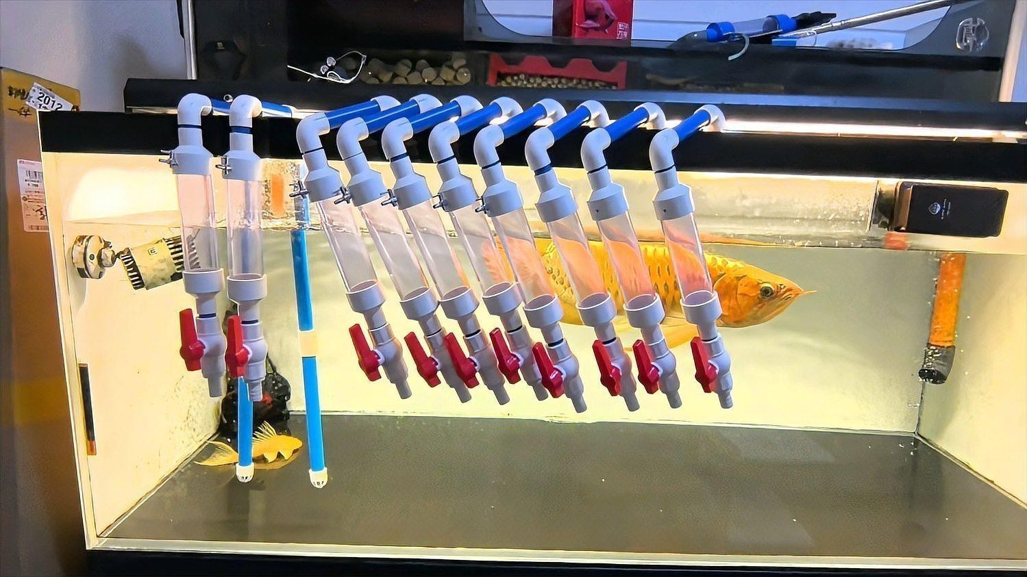 紅龍苗換水時應該注意什么？