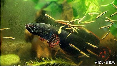 七彩雷龍魚多大可以配對成功