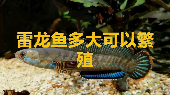 七彩雷龍魚多大可以配對成功
