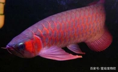龍魚的長度可以有很大的變化，飼養(yǎng)者需要準(zhǔn)備足夠?qū)挸ǖ聂~缸：龍魚的長度可以有多大的變化？