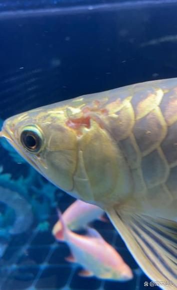 龍魚疾病圖片大全