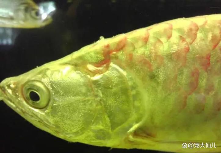 龍魚疾病圖片大全