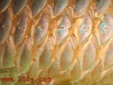 龍魚疾病圖片大全