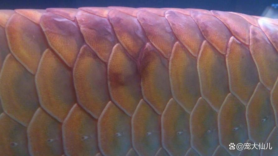 龍魚疾病圖片大全