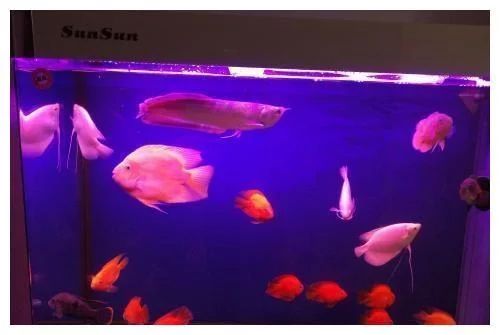 20厘米銀龍魚多大的缸（20公分的銀龍魚需要多大的缸子才能養好銀龍魚）