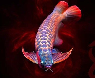龍魚(yú)寓意和象征著什么：風(fēng)水魚(yú)之龍魚(yú)
