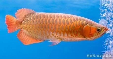 印度尼西亞和馬來(lái)西亞的金龍魚(yú)哪個(gè)好（印度尼西亞和馬來(lái)西亞的金龍魚(yú)各有特點(diǎn)，選擇哪個(gè)更好取決于您的需求和偏好）
