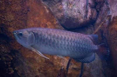 龍魚哪個品種最大：世界上最大的龍魚品種