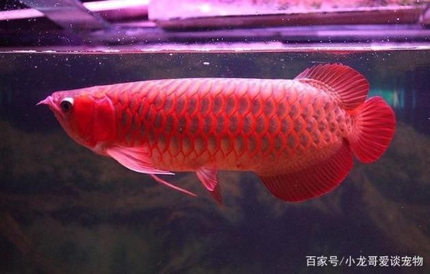 怎么讓龍魚吃飼料：如何讓紅龍魚體型變寬