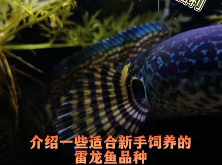 哪種雷龍魚好看好養