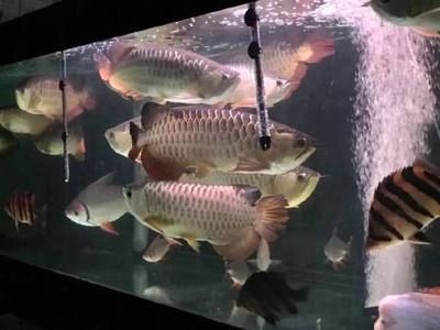 養(yǎng)龍魚的技術(shù)知識視頻：關(guān)于養(yǎng)龍魚的技術(shù)知識視頻