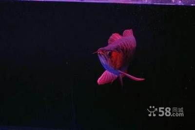 紅龍魚偏食怎么辦？（如何糾正紅龍魚的偏食行為）