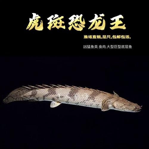 虎斑恐龍魚飼養(yǎng)技巧圖解教程圖片