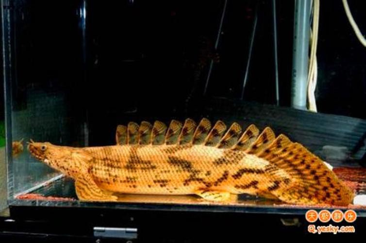 虎斑恐龍魚飼養(yǎng)技巧圖解教程圖片