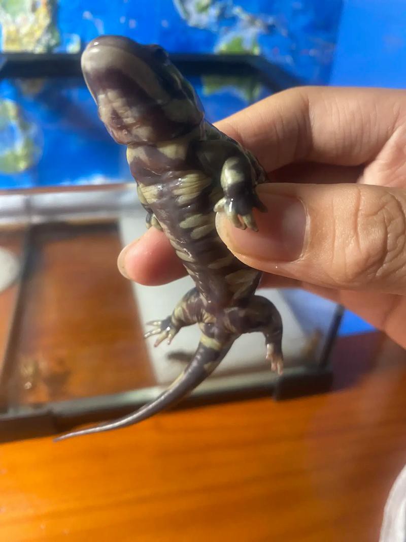 虎斑恐龍魚飼養(yǎng)技巧圖解教程圖片