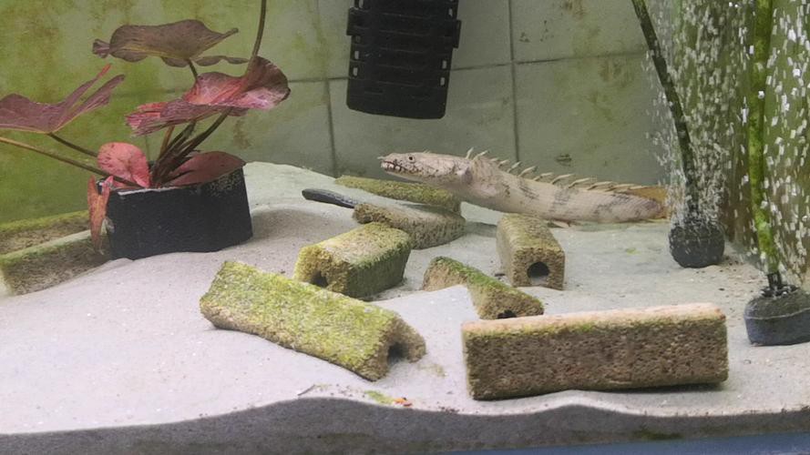 虎斑恐龍魚飼養(yǎng)技巧圖解教程圖片