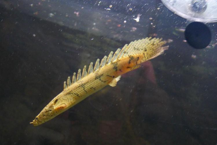 虎斑恐龍魚飼養(yǎng)技巧圖解教程圖片