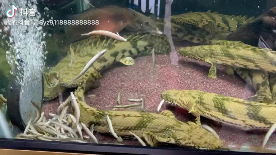 虎斑恐龍魚飼養(yǎng)技巧圖解教程圖片