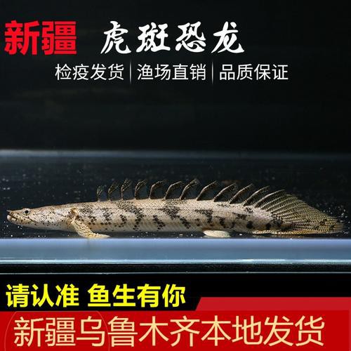 虎斑恐龍魚飼養(yǎng)技巧圖解教程圖片